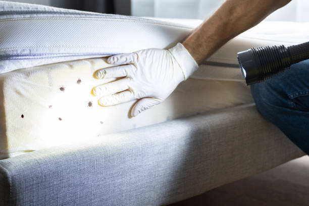 Best Termite Control Services  in Homer City, PA