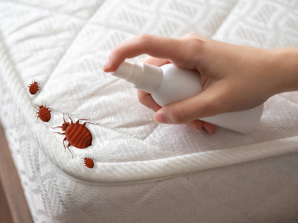 Professional Pest Control in Homer City, PA