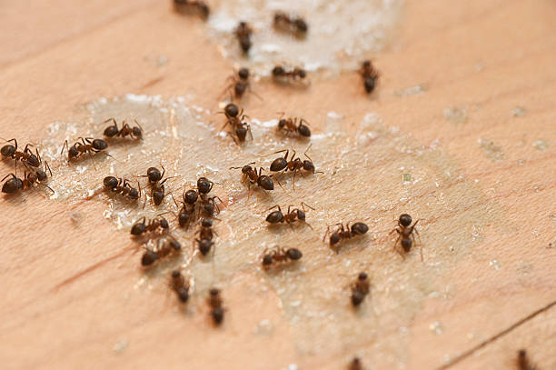 Best Bed Bug Extermination  in Homer City, PA