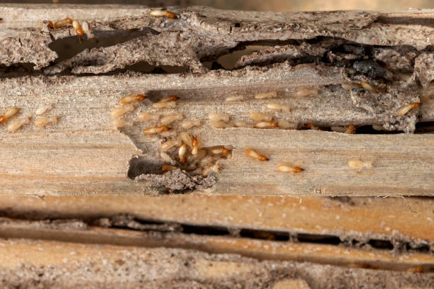 Best Flea Control Services  in Homer City, PA